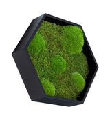 Machový obraz hexagón Bolmoss+Flatmoss